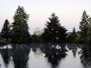 Loch Lolly Photo- Trees Across Pond