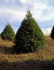 Douglas Fir