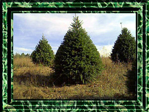 Douglas Fir