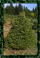 Grand Fir