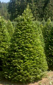 Grand Fir