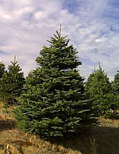 Noble Fir