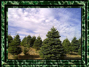 Noble Fir